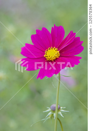 Beautifully blooming autumn cherry blossoms 120578364