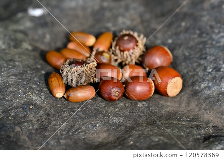 I collected acorns 120578369