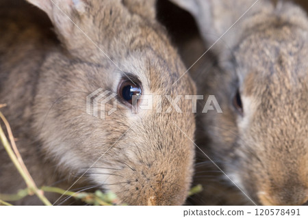 Cute rabbits on the farm. Cute rabbits on the farm. 120578491