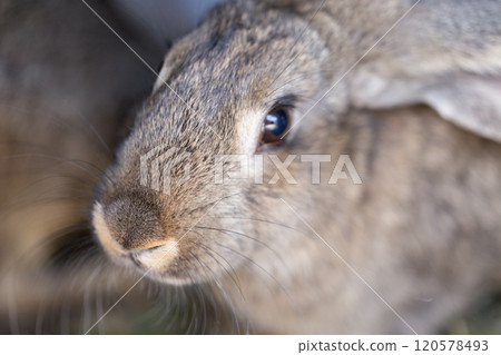 Cute rabbits on the farm. 120578493