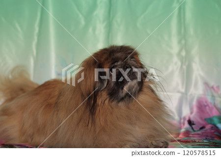Pekingese lying against green background. 120578515