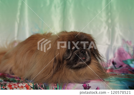 Pekingese lying against green background. 120578521