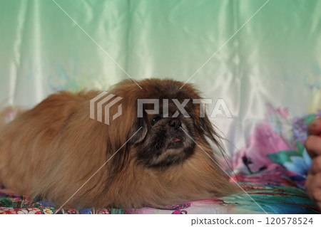 Pekingese lying against green background. Pekingese lying against green background. 120578524