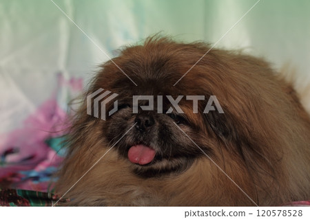 Pekingese lying against green background. Pekingese lying against green background. 120578528