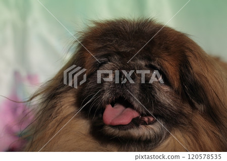 Pekingese lying against green background. 120578535