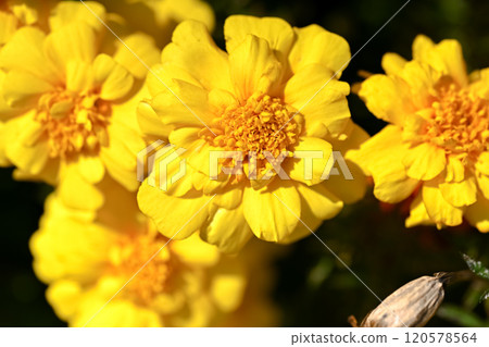 Marigold flowers are blooming Marigold flowers are blooming 120578564