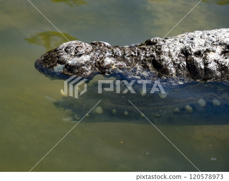 Wild crocodile in Yucatan Las coloradas laguna river Mexico 120578973