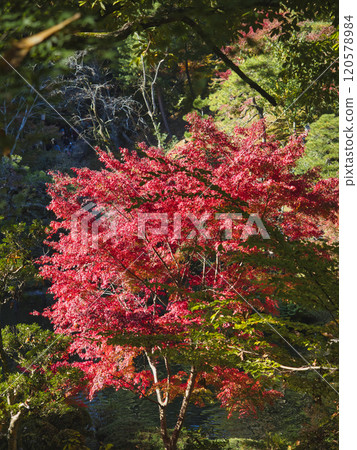 Autumn leaves of Naritasan Park Autumn leaves of Naritasan Park 120578984