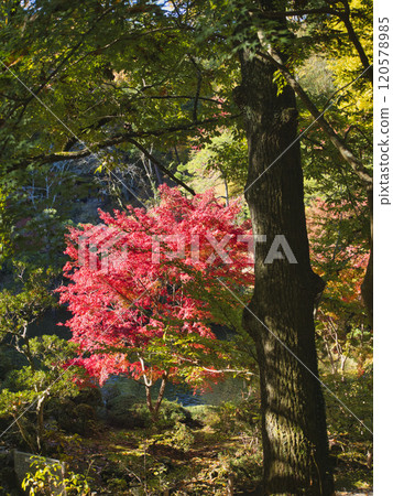 Autumn leaves of Naritasan Park Autumn leaves of Naritasan Park 120578985