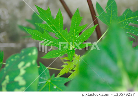 papaya , Carica papaya L or Papaya or Melan Tree or Paw Paw or CARICACEAE plant and rain droplet papaya , Carica papaya L or Papaya or Melan Tree or Paw Paw or CARICACEAE plant and rain droplet 120579257
