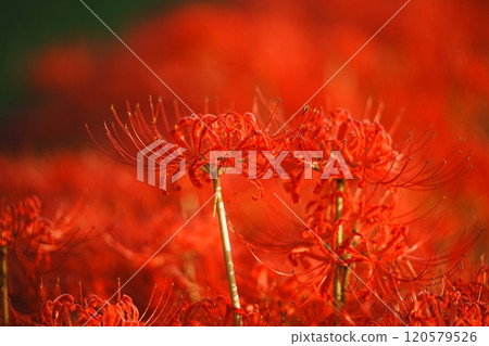 Cluster amaryllis blooming in clusters Cluster amaryllis blooming in clusters 120579526
