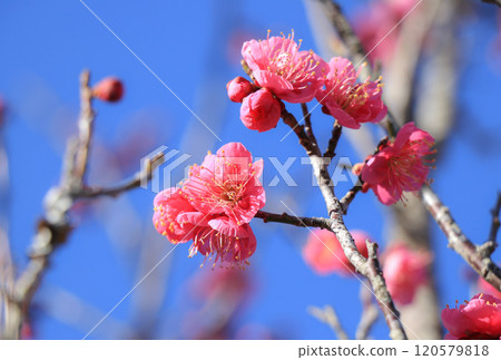 梅花 梅花 120579818