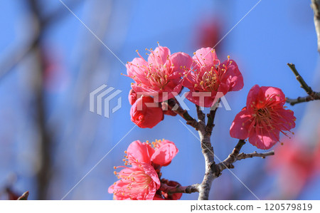 梅花 梅花 120579819