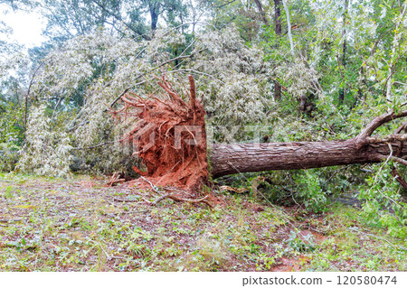 Massive tree lies uprooted on ground, showcasing exposed roots damaged trunk, surrounded by dense green foliage after storm 120580474