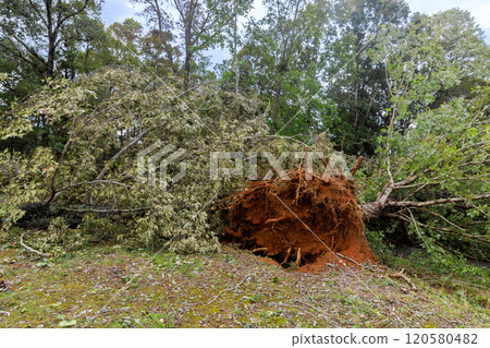 High winds have uprooted multiple trees in this forested area, exposing their roots causing substantial destruction to landscape environment around after hurricane 120580482