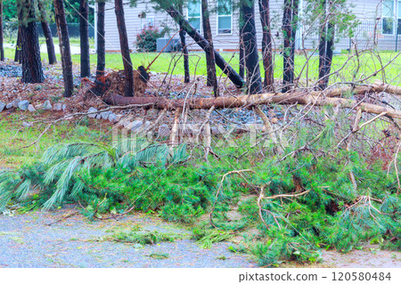 Strong winds caused several branches to fall, creating debris on street trees stand recent weather impact. 120580484
