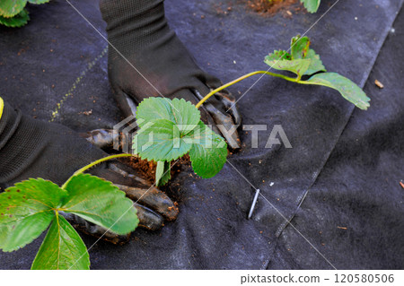 In prepared bed of soil, female hand plants strawberry seedlings 120580506
