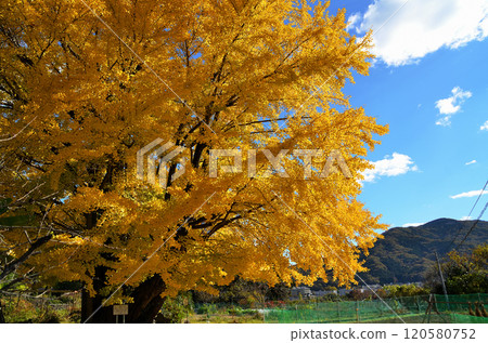 埼玉縣南町國頭 閃耀著金色光芒的銀杏公主 120580752