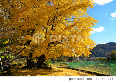 Saitama Prefecture Minanomachi Kunigami Golden Ginkgo Tree Saitama Prefecture Minanomachi Kunigami Golden Ginkgo Tree 120580753