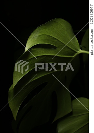 Deeply cut Monstera leaves 120580947