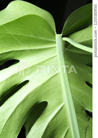 龜背竹葉有深凹痕 120580950