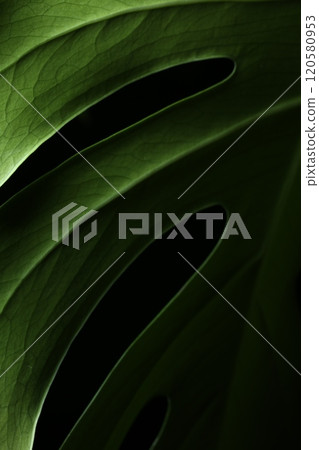 Deeply cut Monstera leaves Deeply cut Monstera leaves 120580953