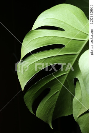 Deeply cut Monstera leaves Deeply cut Monstera leaves 120580963