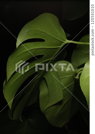 龜背竹葉有深凹痕 120581010