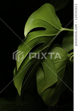 龜背竹葉有深凹痕 120581011