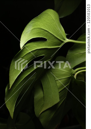 龜背竹葉有深凹痕 120581013