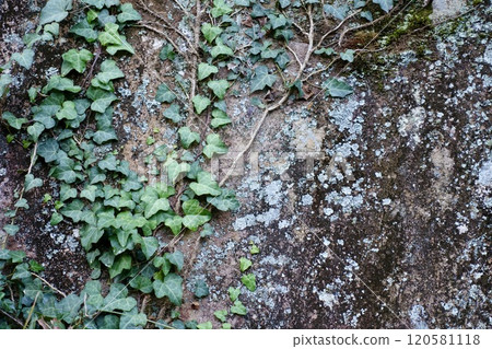 生長在岩牆上的常春藤和地衣 生長在岩牆上的常春藤和地衣 120581118