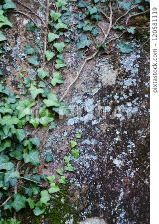Ivy and lichen growing on a rock face 120581119