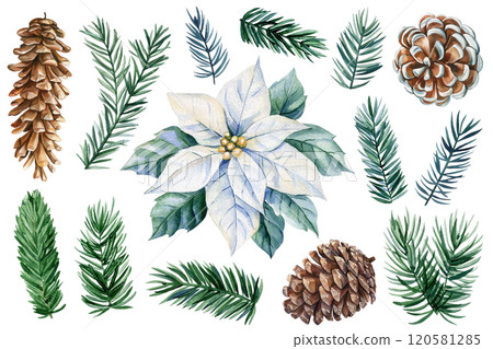 Christmas botanical watercolor holiday nature elements. fir branches, pinecone, white poinsettia flower seasonal artwork Christmas botanical watercolor holiday nature elements. fir branches, pinecone, white poinsettia flower seasonal artwork 120581285