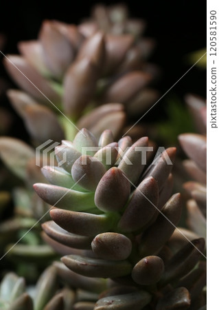Planting succulent plants 120581590
