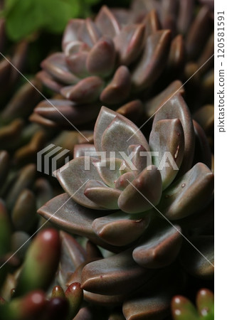 種植多肉植物 種植多肉植物 120581591