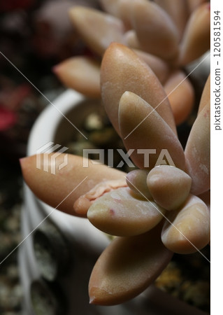Planting succulent plants Planting succulent plants 120581594