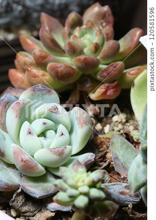 Planting succulent plants Planting succulent plants 120581596