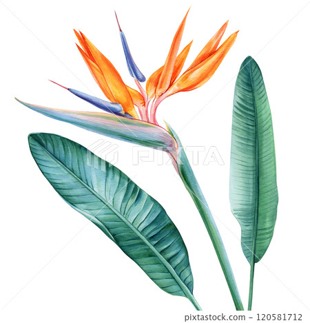 bird of paradise. vibrant tropical watercolor illustrations. Exotic flower, green foliage for artistic, decorative uses 120581712
