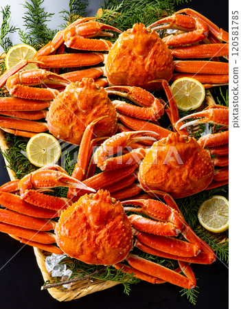 螃蟹豪華黑色背景 螃蟹豪華黑色背景 120581785