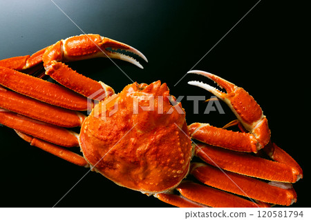 雪蟹黑色背景 120581794