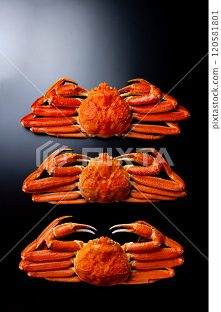 雪蟹黑色背景 雪蟹黑色背景 120581801