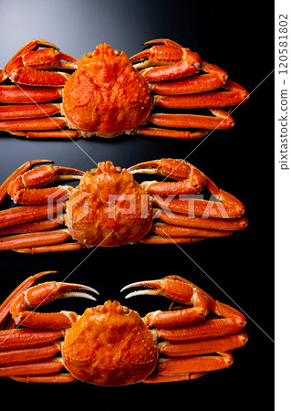 雪蟹黑色背景 120581802