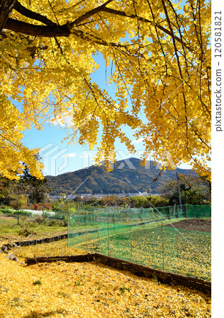 埼玉縣南町國頭 閃耀著金色光芒的銀杏公主 120581821