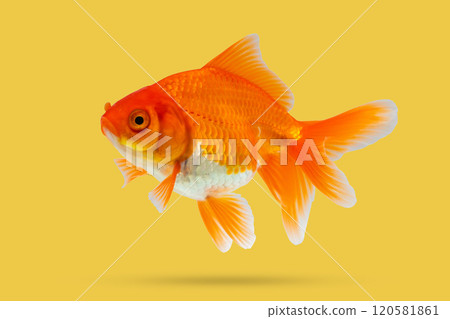 Oranda goldfish isolated on yellow background close up 120581861