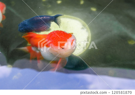 Goldfish in aquarium fish pond close up 120581870