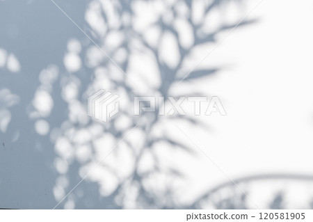 Abstract natural tree leaves shadow on white wall background 120581905