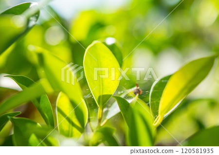 Natural plant green leaf in garden with bokeh background Natural plant green leaf in garden with bokeh background 120581935