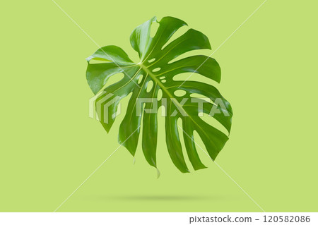 Tropical jungle green Monstera Swiss Cheese Plant leaf float on green background Tropical jungle green Monstera Swiss Cheese Plant leaf float on green background 120582086