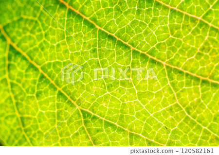 Green leaf texture surface background close up Green leaf texture surface background close up 120582161