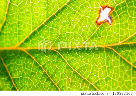 Green leaf texture surface background close up 120582162